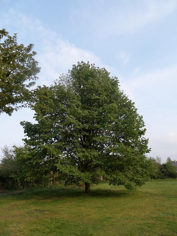 Villa Bijenhof Varsenare Quarto foto